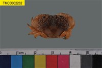 藏品(環紋金沙蟹)的圖片